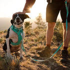 Ruffwear Front Range Padded Dog Harness Aurora Teal - Zigly