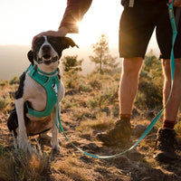 Ruffwear Front Range Padded Dog Harness Aurora Teal