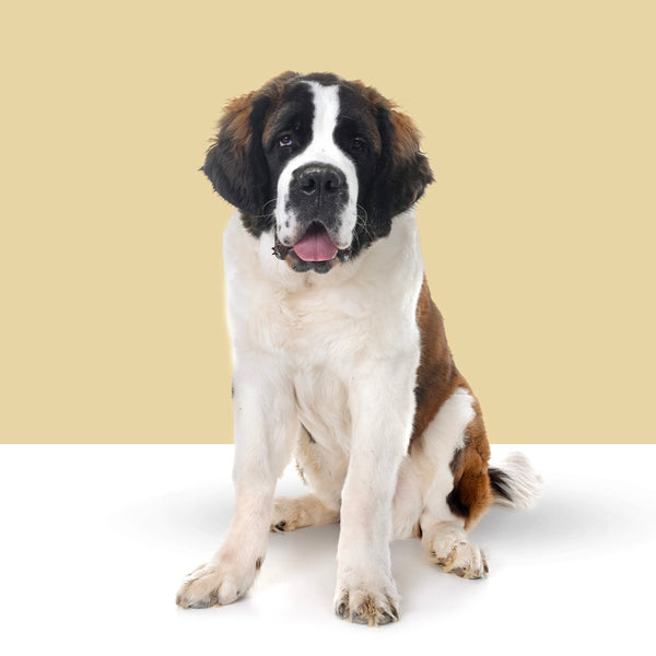 Saint Bernard