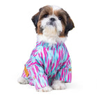 Small dog in colorful blue and pink outfit with zigly patch, sitting on white background