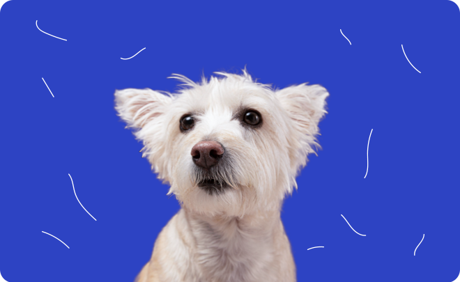 White dog on a blue background with white abstract shapes-Shedding