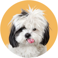 White and black dog with a pink tongue on a yellow background-Shih Tzu