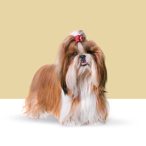 Shih Tzu
