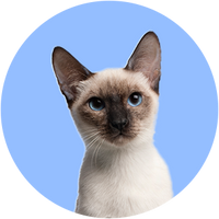 Siamese Cat