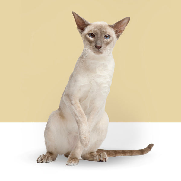 Siamese
