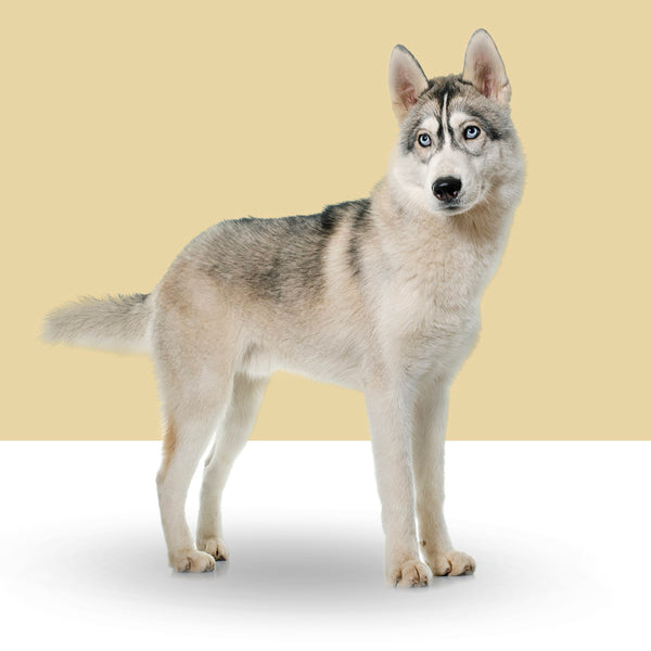 Siberian Husky