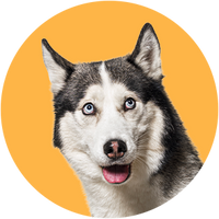 Siberian Husky dog with blue eyes on a yellow background