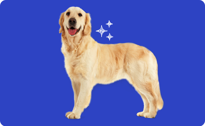 Golden retriever standing on a blue background with star graphics above its head-Skin Coat