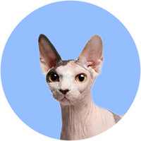 Sphynx cat with a blue circular background