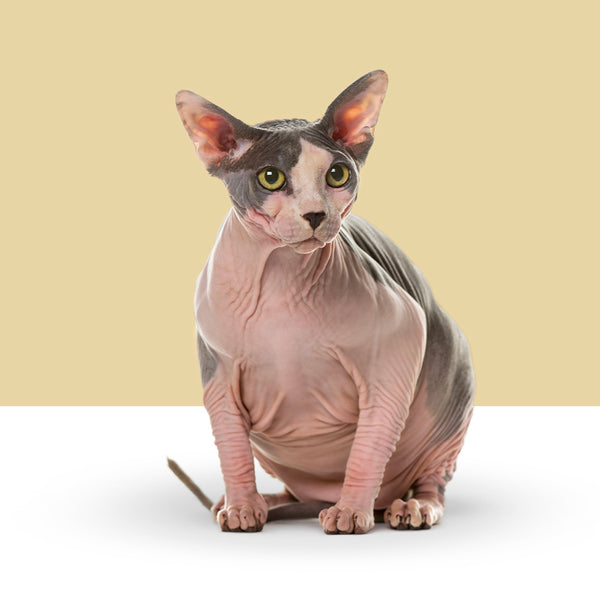 Sphynx