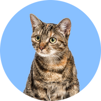 Tabby Cat