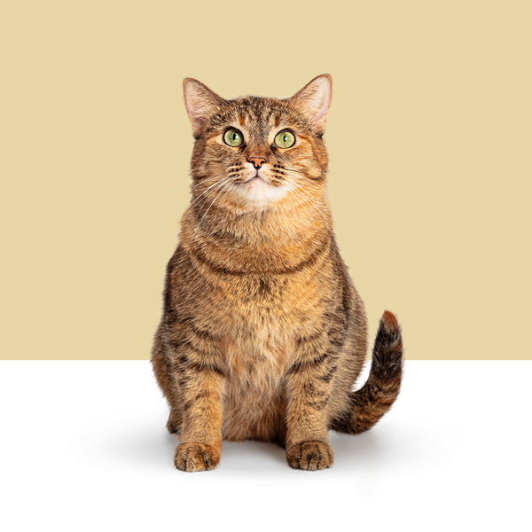 Tabby