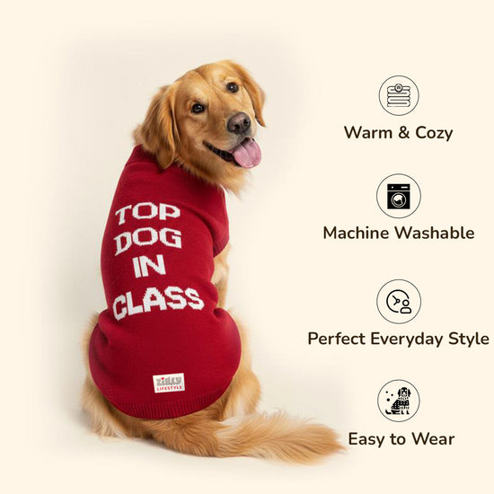 ZL Varsity Top Pup Scholar Dog Sweater - Red