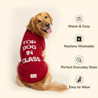 Golden retriever wearing red 'Top Dog in Class' sweater by Zigly, warm, washable, stylish dog apparel