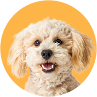 Fluffy white dog with a happy expression on a yellow background-Toy Poodle Breed