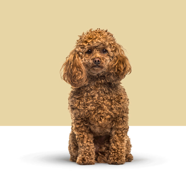 Toy Poodle