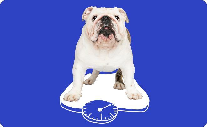 White bulldog on a blue background with a weight scale graphic-Weight Management
