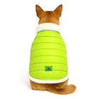 Dog wearing zigly fluorescent green fur-lined puffer jacket with white trim, seen from back