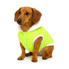 Dachshund dog wearing zigly fluorescent green fur-lined jacket on white background