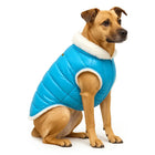 Tan dog wearing turquoise zigly fur-lined dog jacket sitting on white background