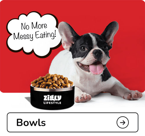 Dog with a bowl of food and 'Ziggy Lifestyle' branding on a red background