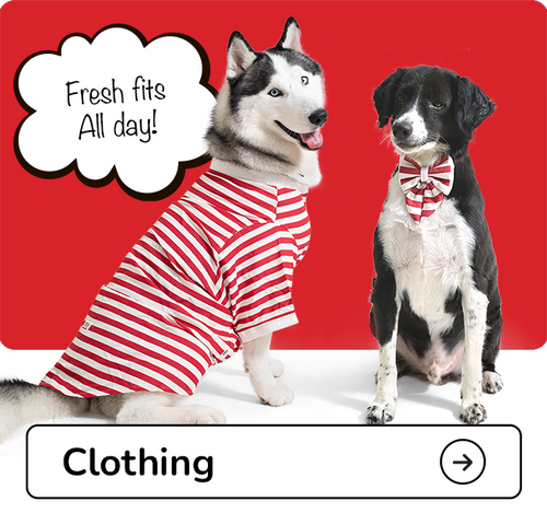 Summer Shirts