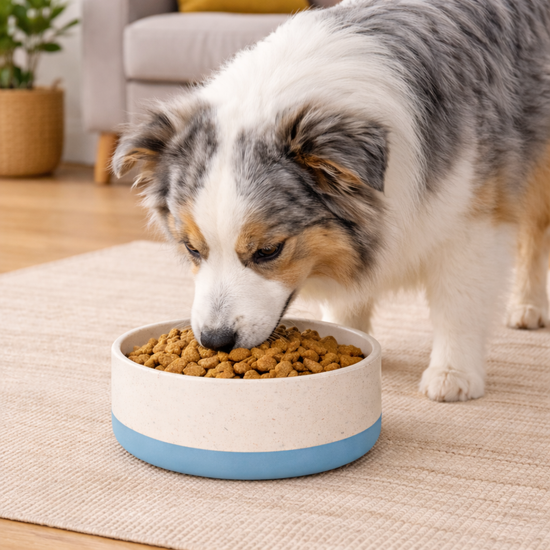 ZL Rice Husk Dog Bowl – Blue