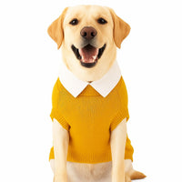 ZL Varsity Golden Ivy Dog Sweater-Yellow
