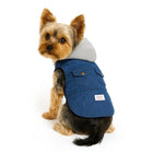 Yorkshire Terrier wearing blue denim hoodie with gray hood, stylish dog apparel by Zigly