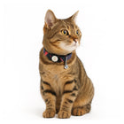 Zigly tabby cat wearing colorful collar with bell on white background