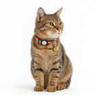 Tabby cat wearing a colorful zigly cat collar with bell on white background