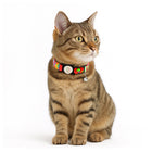 Tabby cat wearing zigly rainbow collar with bell, colorful pet accessory on white background