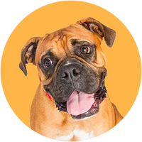 Boxer dog with a red collar on a yellow background