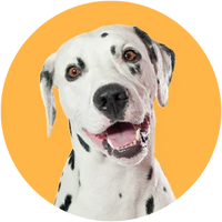 Dalmatian dog with a yellow circle background