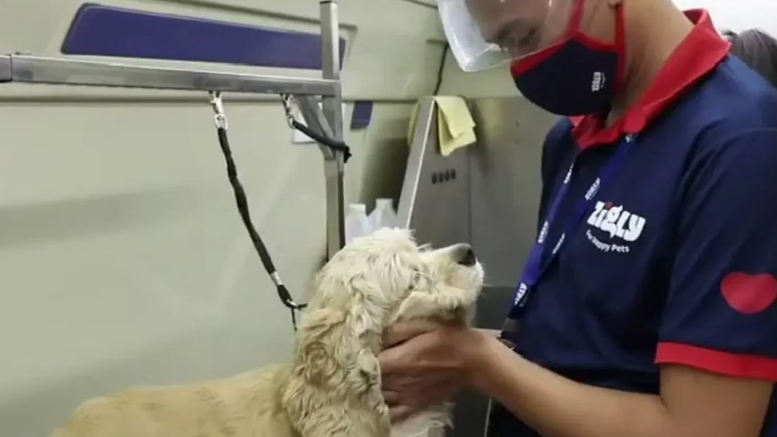 Grooming Experience page | Zigly