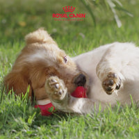 Royal Canin Maxi Puppy Dry Dog Food