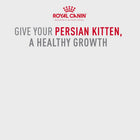 Royal Canin Persian Kitten Dry Cat Food