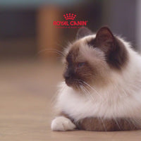 Royal Canin Fit 32 Dry Cat Food - All Breed Adult