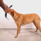Zee Dog Reebok Suede Softer Harnesses