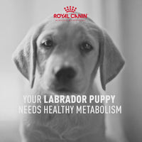 Royal Canin Labrador Retriever Puppy Dry Dog Food