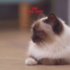 Royal Canin Persian Adult Dry Cat Food