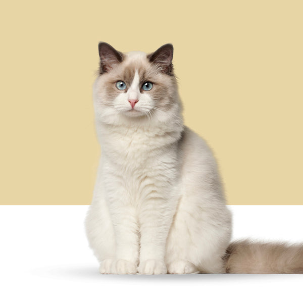 Ragdoll