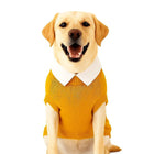 smiling yellow labrador dog wearing zigly mustard sweater with white collar on white background