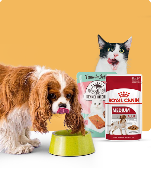 files/wet-food_650X765_3896519d-4671-42c3-93ad-c45e49ab1fdf.png
