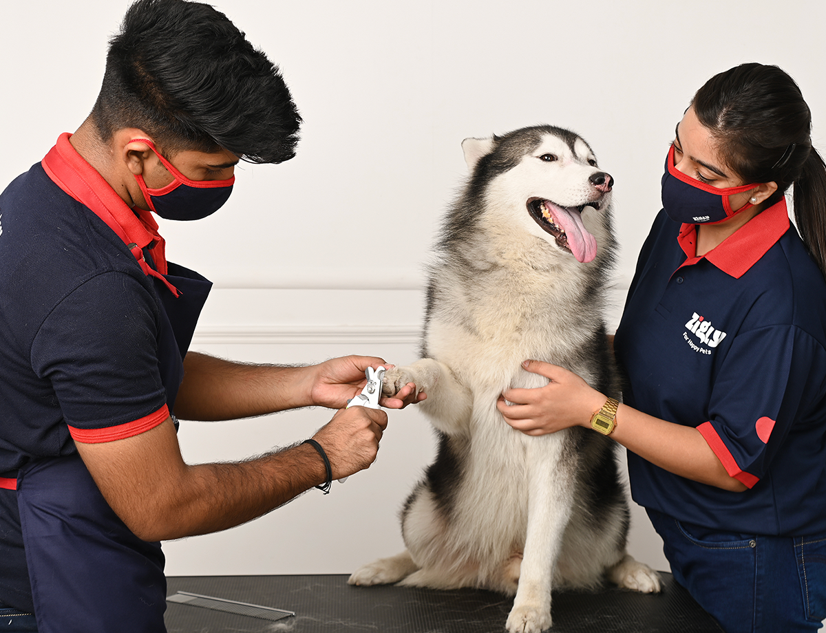 Why Choose Zigly Image