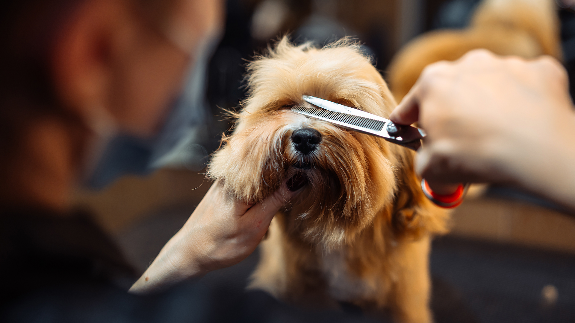 dog-grooming-zigly