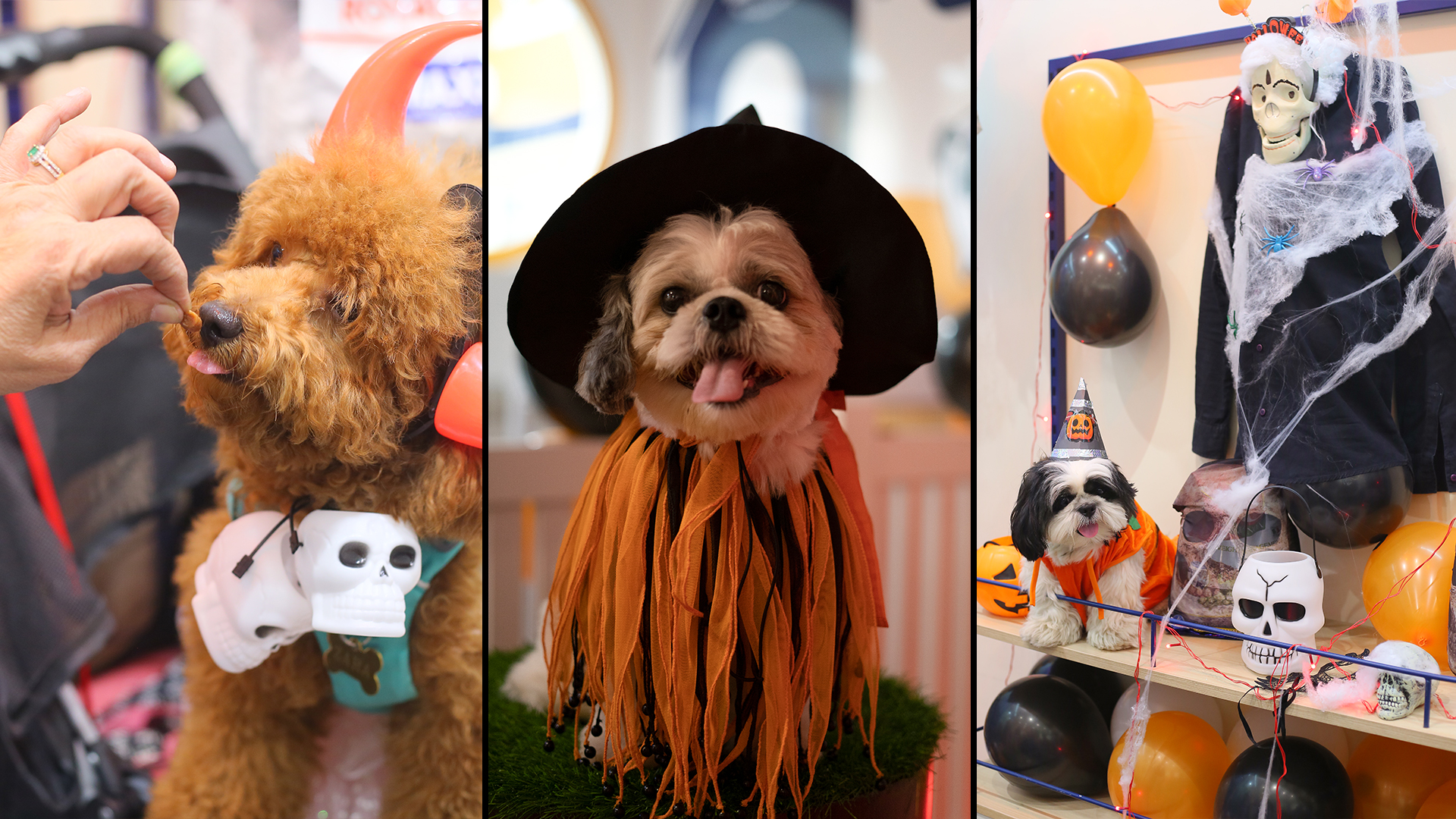 halloween-pet-event-zigly-store