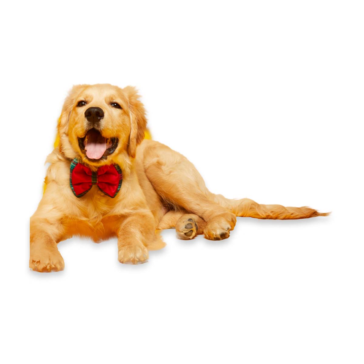 beboji Joy Bow tie for Dogs