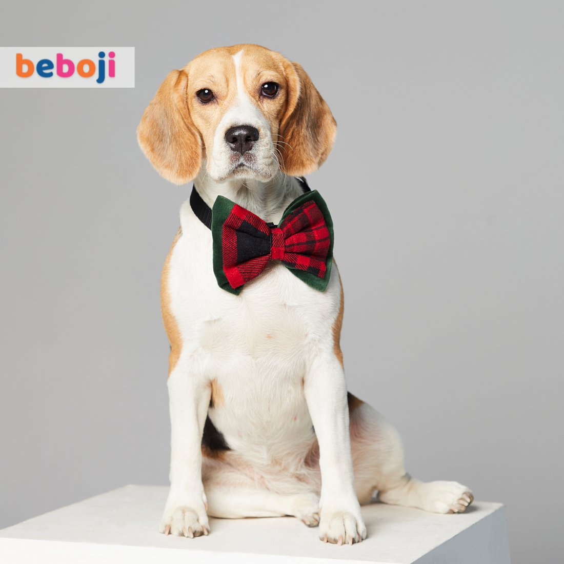 beboji Fantasy Bow Tie for Dogs