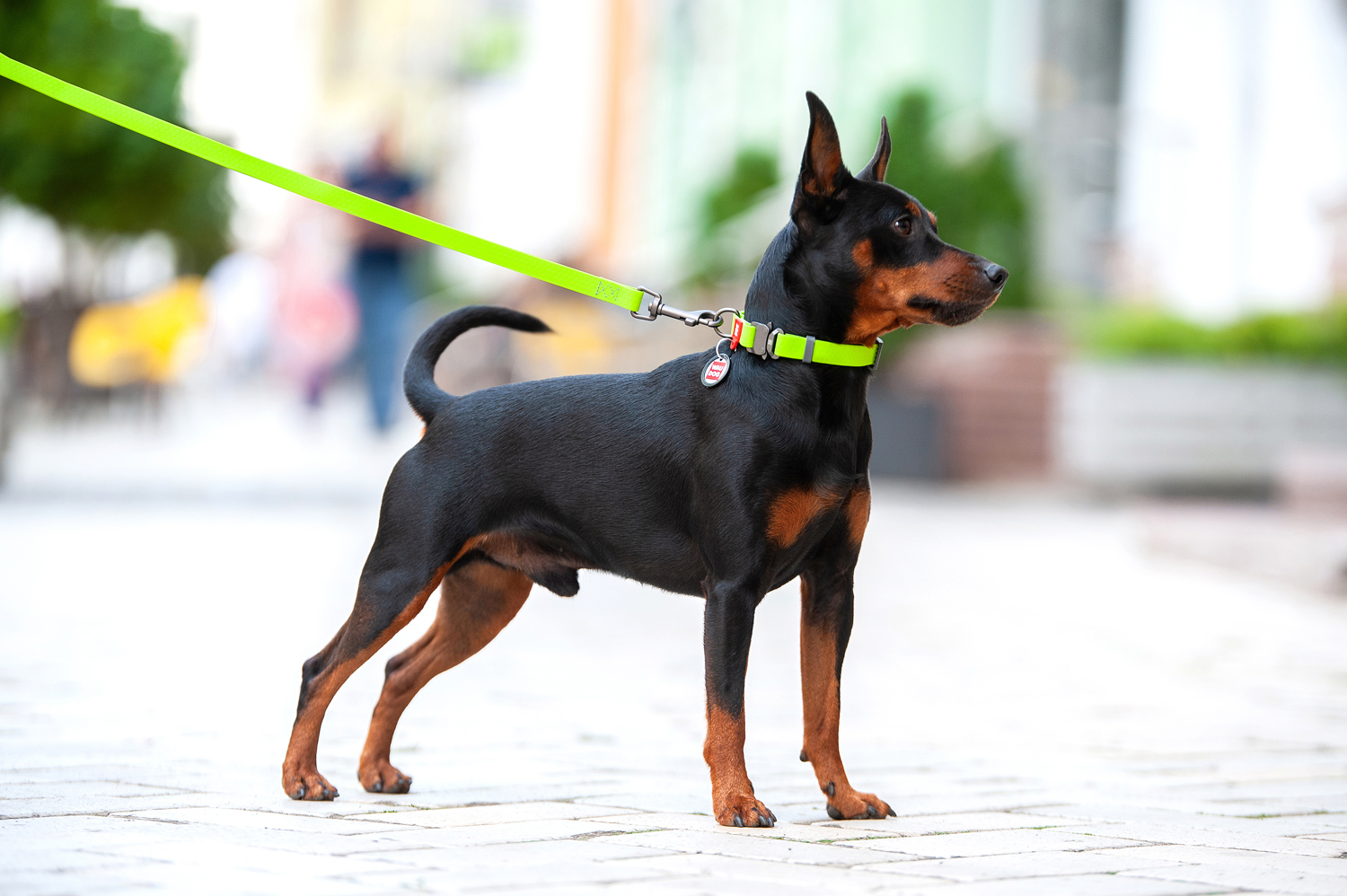 Waudog Waterproof Metal Fastex Dog Collar (25 mm) Medium (35-58 cm) - Green